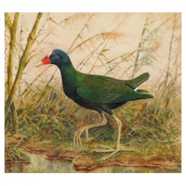 e-j-hoy-british-19th-20th-century-i-purple-water-hen-i