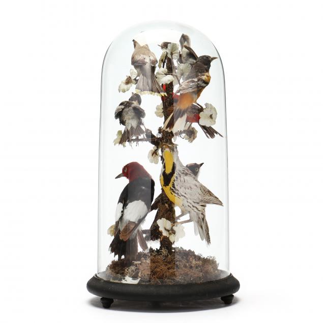 a-taxidermy-north-american-bird-diorama