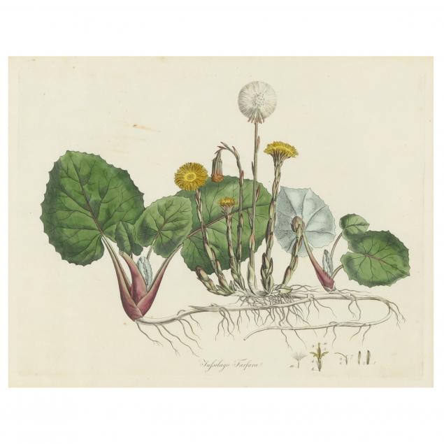 antique-framed-botanical-print-from-i-curtis-flora-londinensis-i