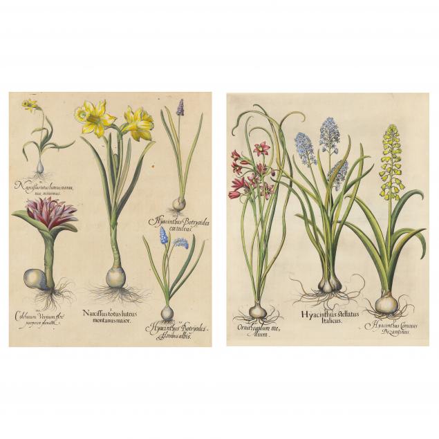 basilius-besler-german-1561-1629-two-floral-illustrations-from-i-hortus-eystettensis-i