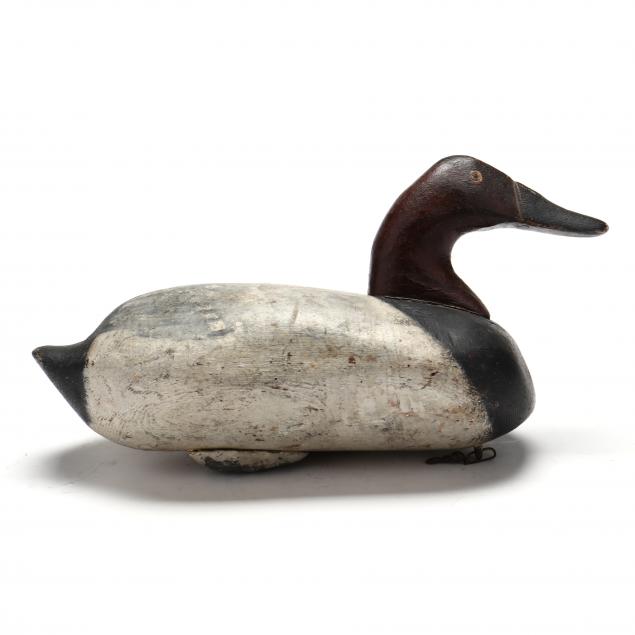 early-maryland-canvasback