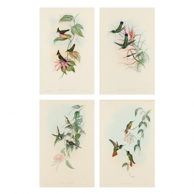 four-gould-and-richter-hummingbird-lithographs