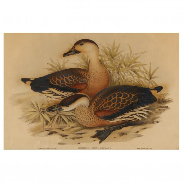 after-gould-and-richter-british-19th-century-i-dendrocygna-arcuata-whistling-duck-i