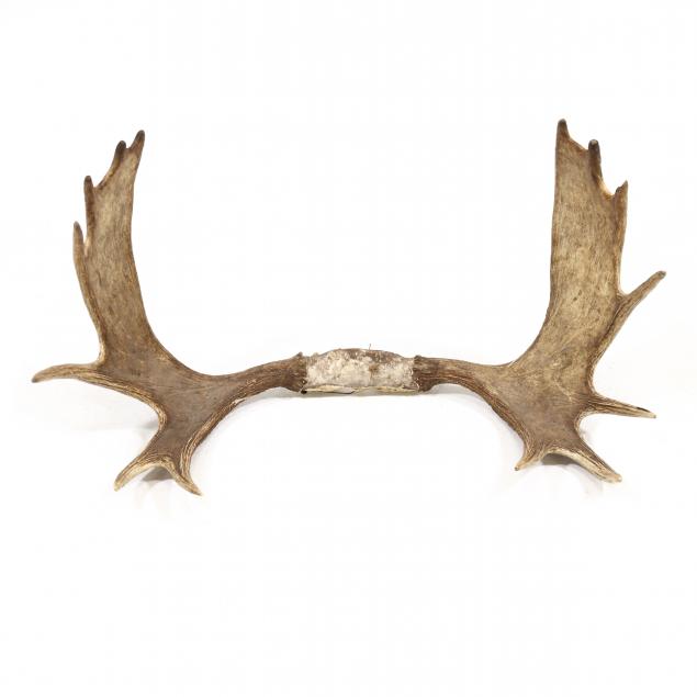 moose-antler-mount