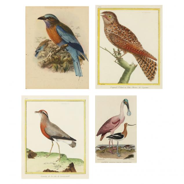 four-framed-ornithological-prints