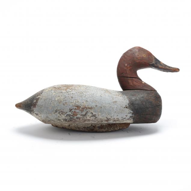 early-maryland-canvasback
