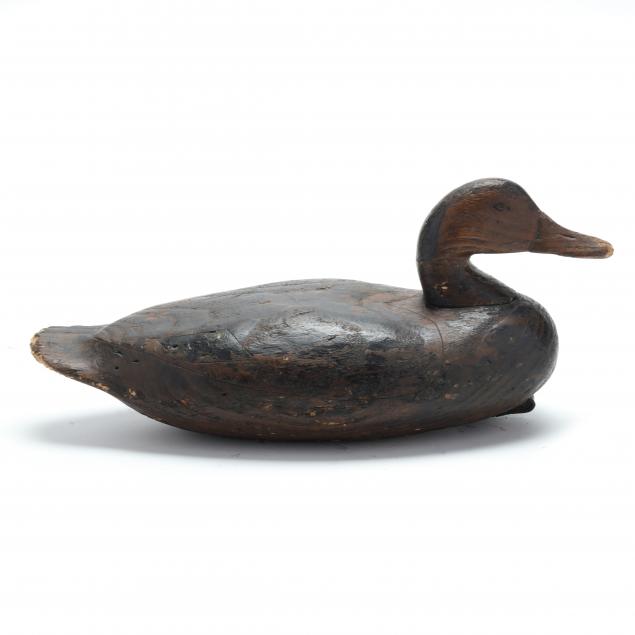 eastern-shore-virginia-black-duck