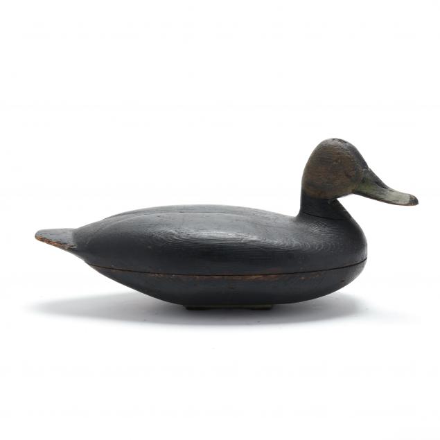 new-jersey-black-duck-with-turned-head