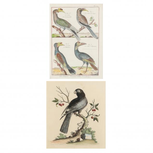 two-18th-century-ornithological-prints
