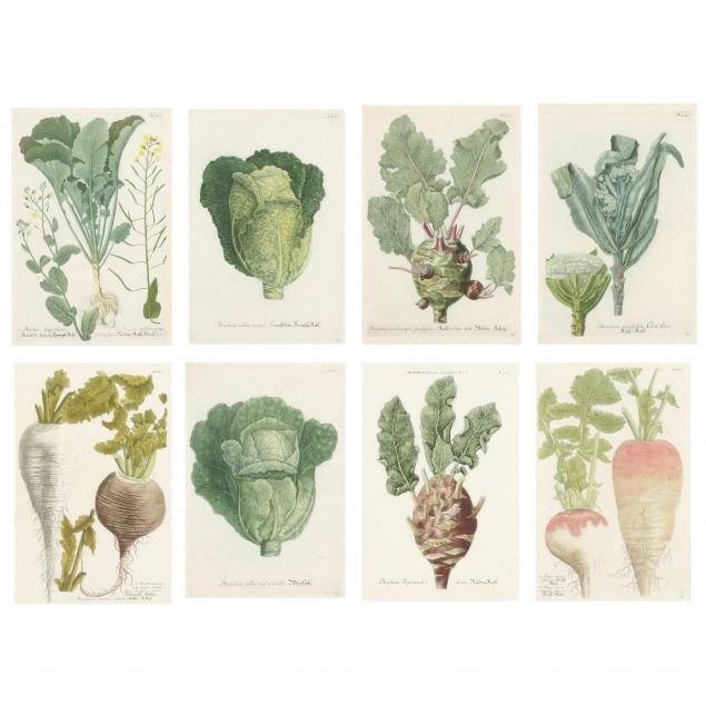 johann-wilhelm-weinmann-german-1683-1741-eight-antique-vegetable-prints-from-i-phytanthoza-iconographia-i