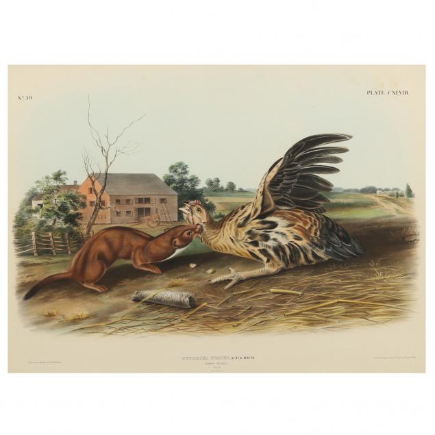 after-john-james-audubon-american-1785-1851-i-tawny-weasel-i-imperial-bowen-edition