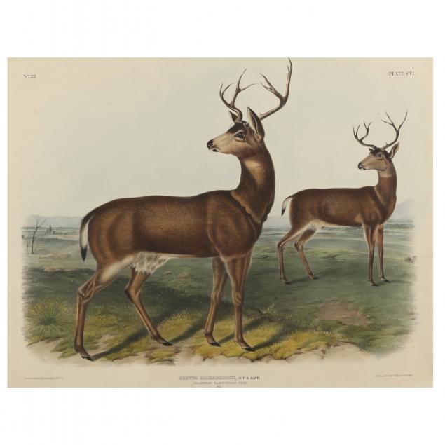 after-john-james-audubon-american-1785-1851-i-columbian-black-tailed-deer-i-imperial-bowen-edition
