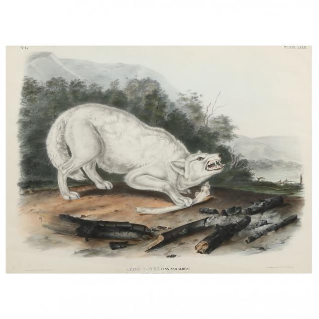 after-john-james-audubon-american-1785-1851-i-white-american-wolf-i-imperial-bowen-edition