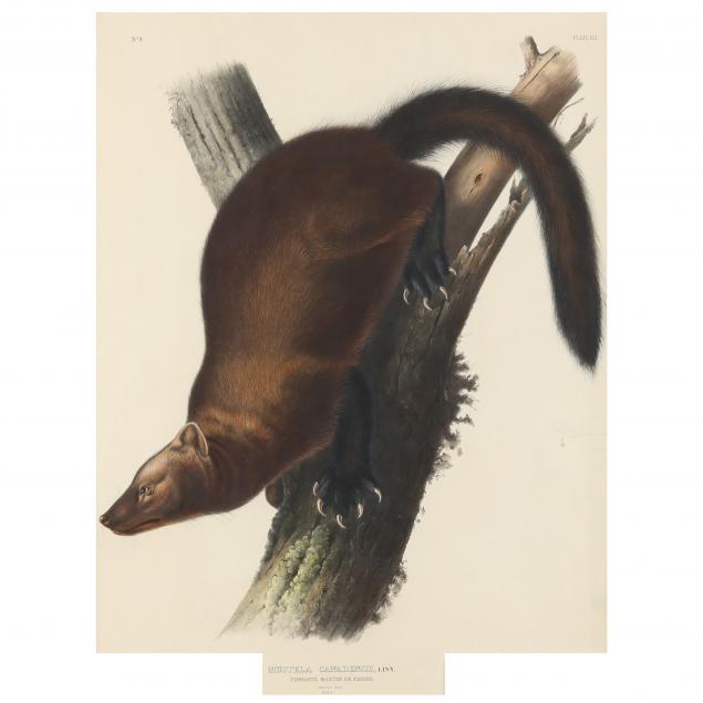 after-john-james-audubon-american-1785-1851-i-pennant-s-marten-or-fisher-i-imperial-bowen-edition