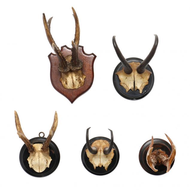 five-antique-european-small-trophy-horn-mounts