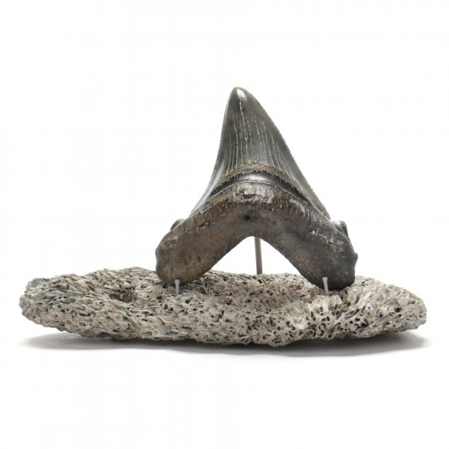 unusual-4-inch-megalodon-tooth-with-stand