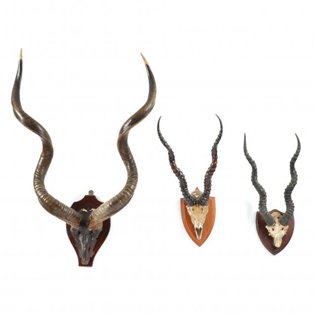 three-antelope-mounts