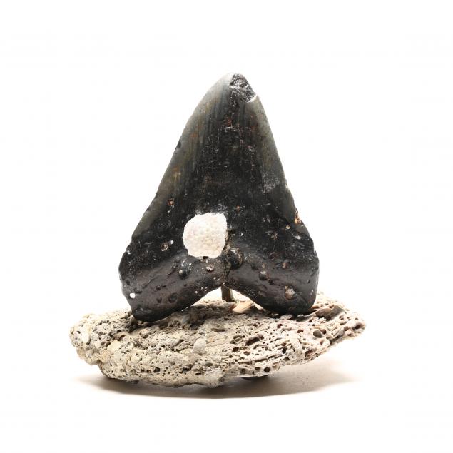 large-black-and-gray-north-carolina-megalodon-tooth