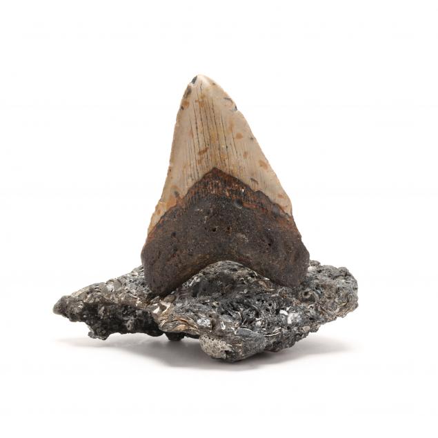 large-colorful-north-carolina-megalodon-tooth