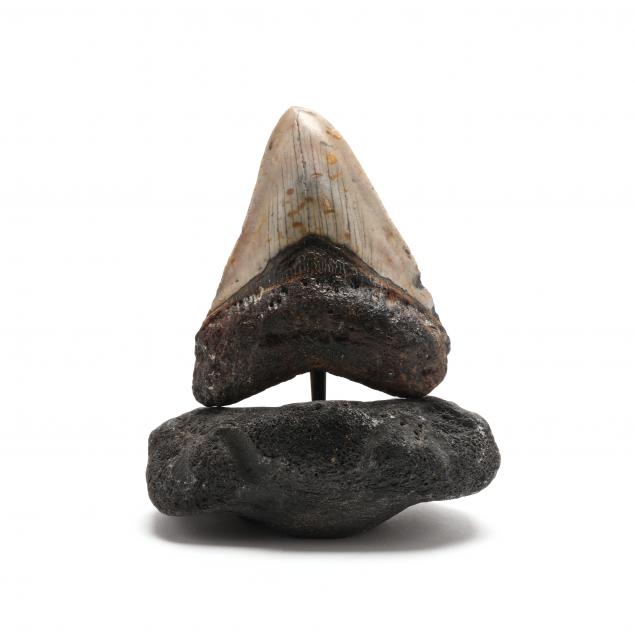 large-north-carolina-megalodon-tooth-on-custom-base