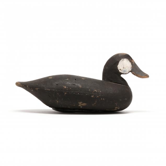 knotts-island-ruddy-duck