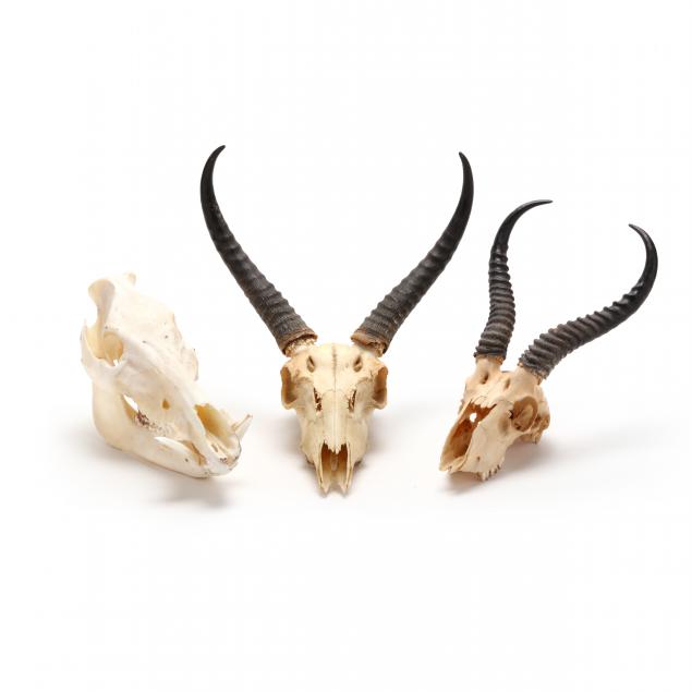 a-taxidermy-warthog-skull-and-two-antelope-skulls