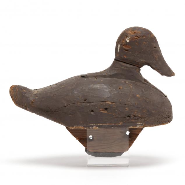 early-folksy-ruddy-duck