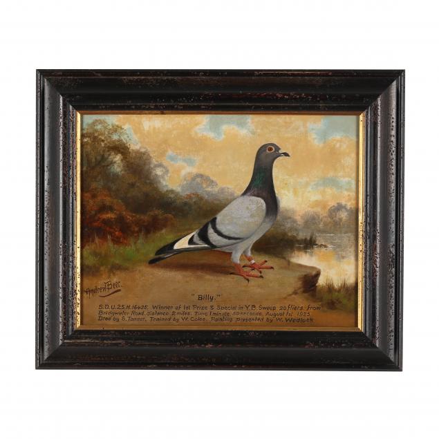andrew-beer-english-1862-1954-racing-pigeon-portrait-i-billy-i