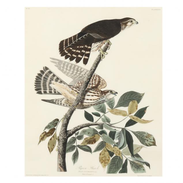 john-james-audubon-american-1785-1851-i-pigeon-hawk-i-havell-edition