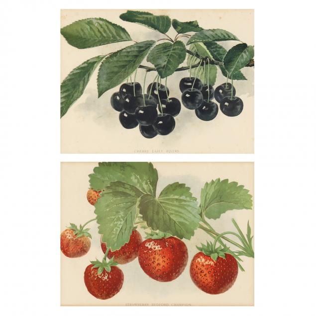 pair-of-vintage-fruit-prints