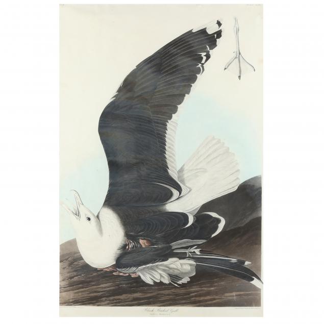 john-james-audubon-american-1785-1851-i-black-backed-gull-i-havell-edition