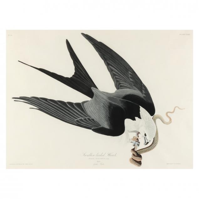 john-james-audubon-american-1785-1851-i-shallow-tailed-hawk-i-havell-edition