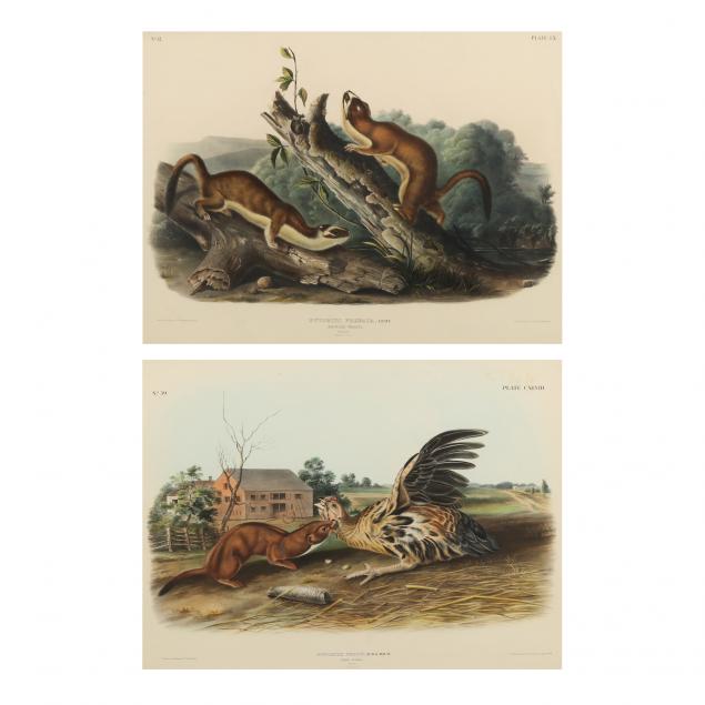 after-john-james-audubon-american-1785-1851-i-bridled-weasel-i-i-tawny-weasel-i-imperial-bowen-editions-two-works
