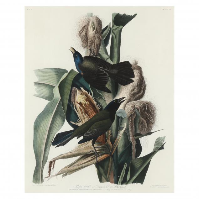 john-james-audubon-american-1785-1851-i-purple-grackle-i-havell-edition