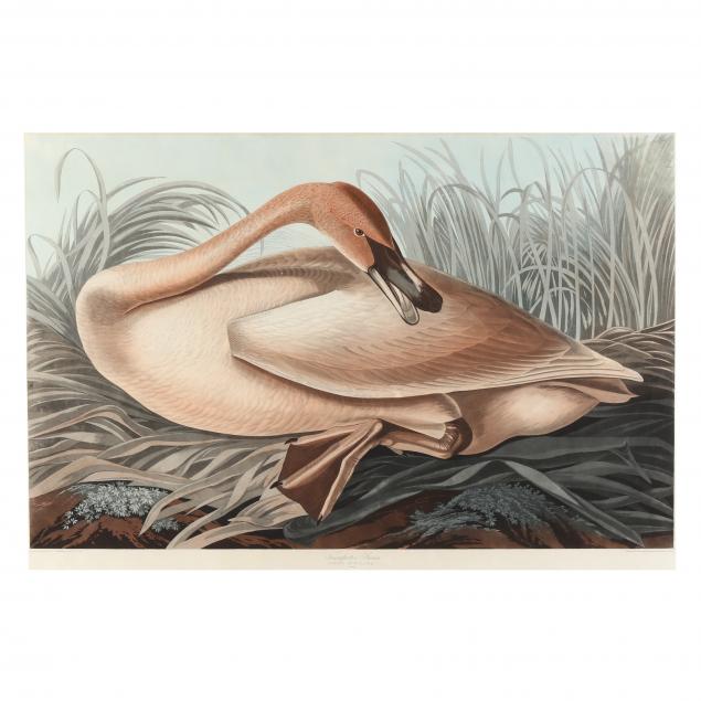 john-james-audubon-american-1785-1851-i-trumpeter-swan-i-havell-edition