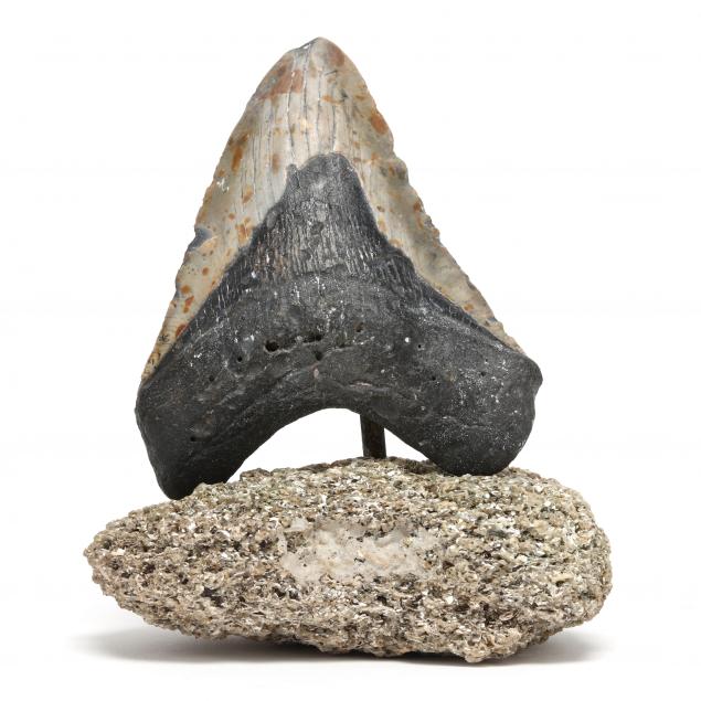 large-north-carolina-megalodon-tooth-recovered-in-2023