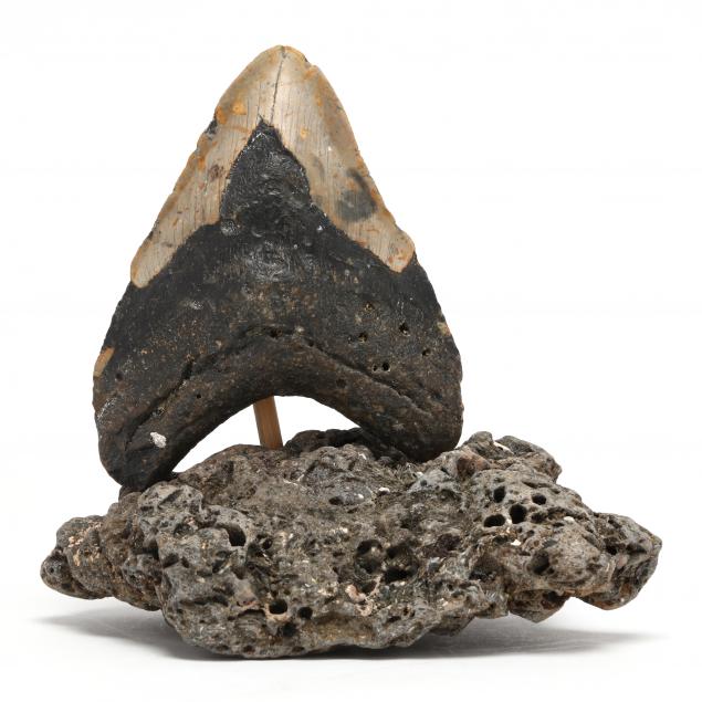 large-north-carolina-megalodon-tooth-recovered-in-2023