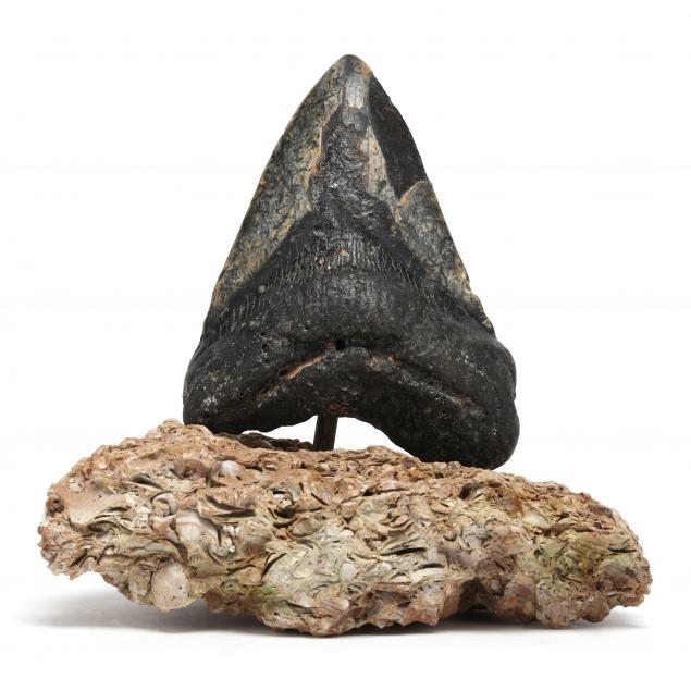 large-north-carolina-megalodon-tooth-recovered-in-2023