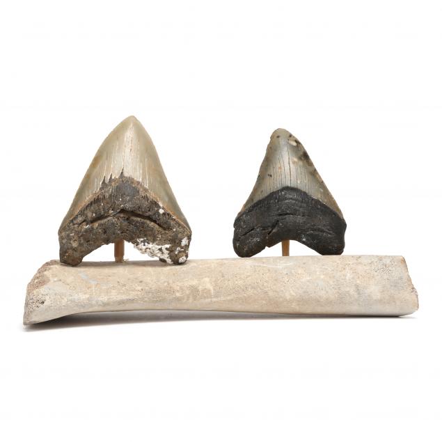 two-mid-sized-north-carolina-megalodon-teeth-recovered-in-2023