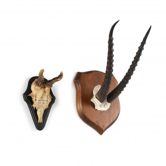 two-antler-wall-mounts