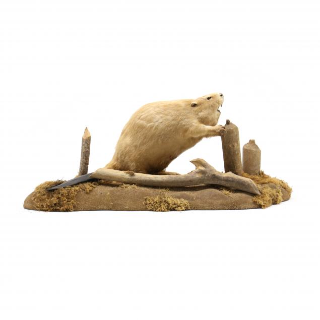 beaver-taxidermy