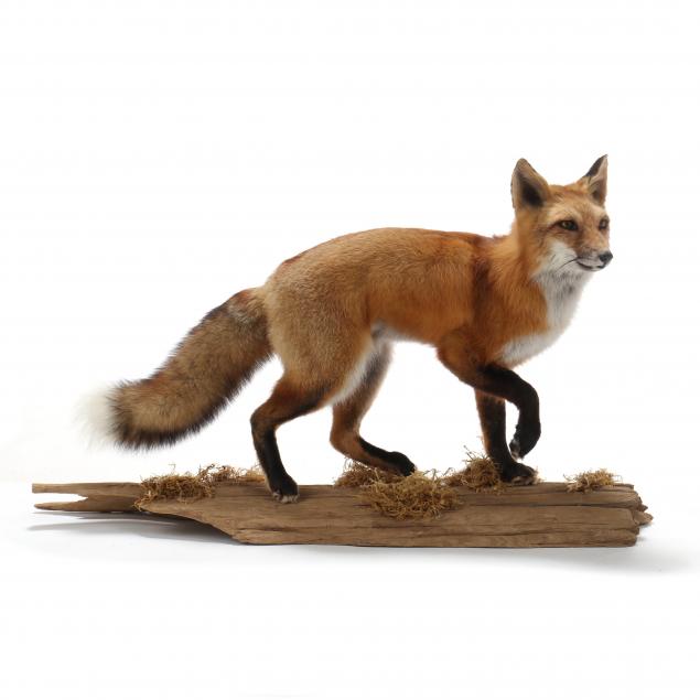 walking-red-fox-taxidermy