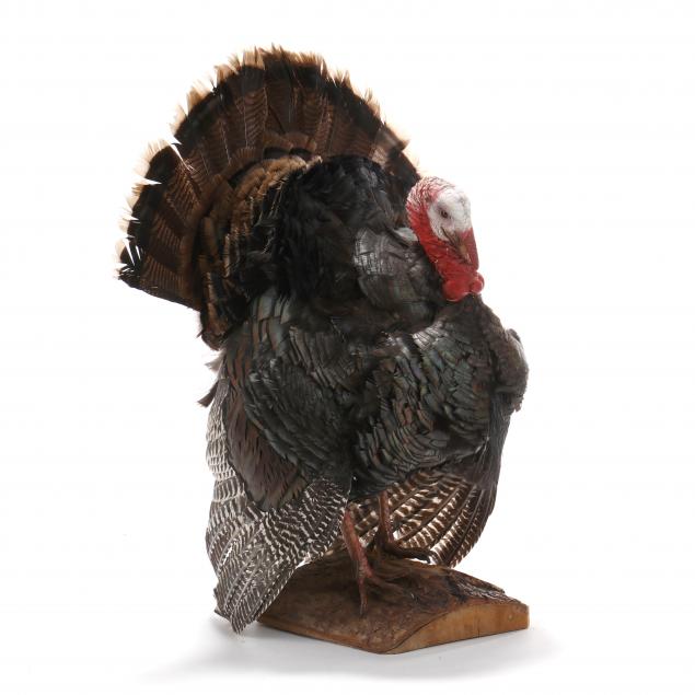advancing-turkey-taxidermy