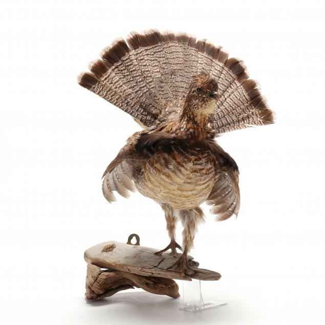 ruffed-grouse-taxidermy