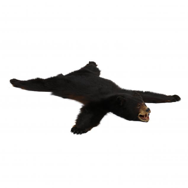 black-bear-hide-taxidermy