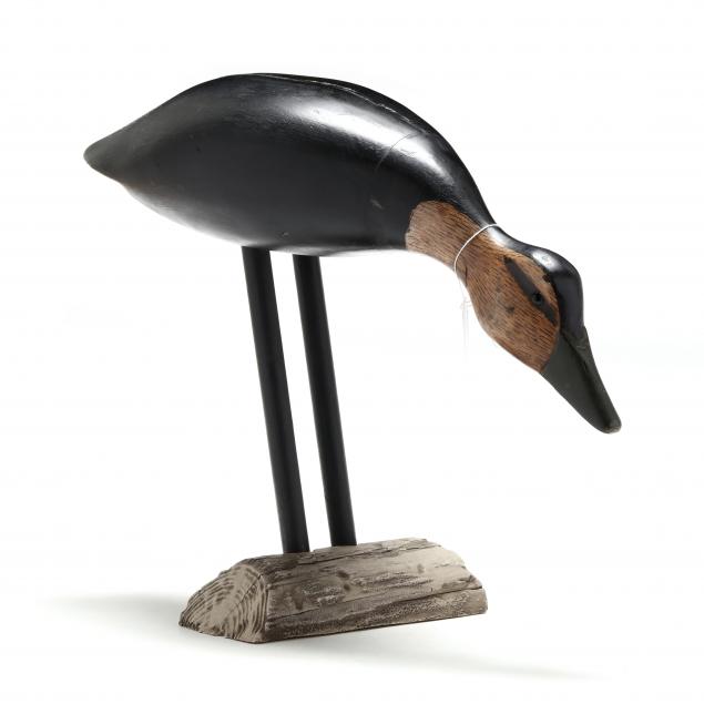 george-bell-md-feeding-black-duck