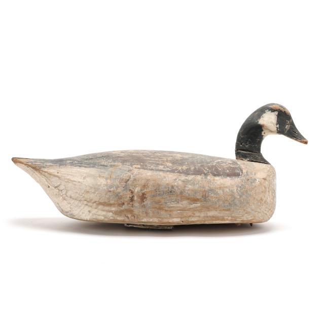 eastern-shore-virginia-goose