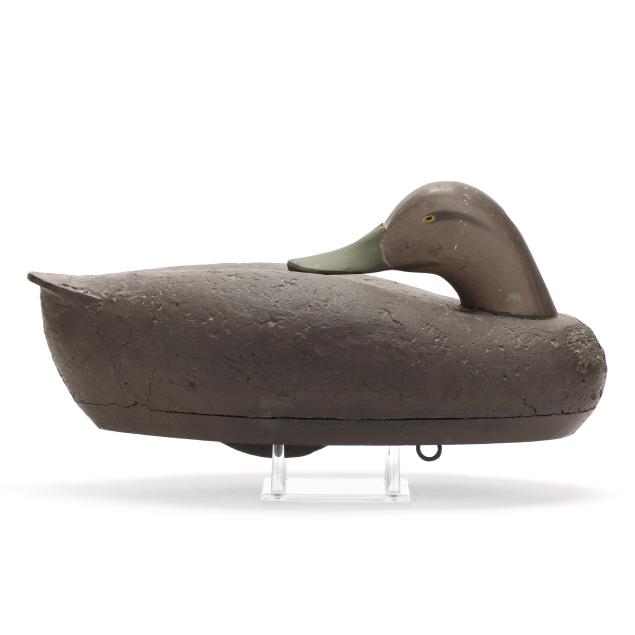 madison-mitchell-md-1901-1993-preening-black-duck