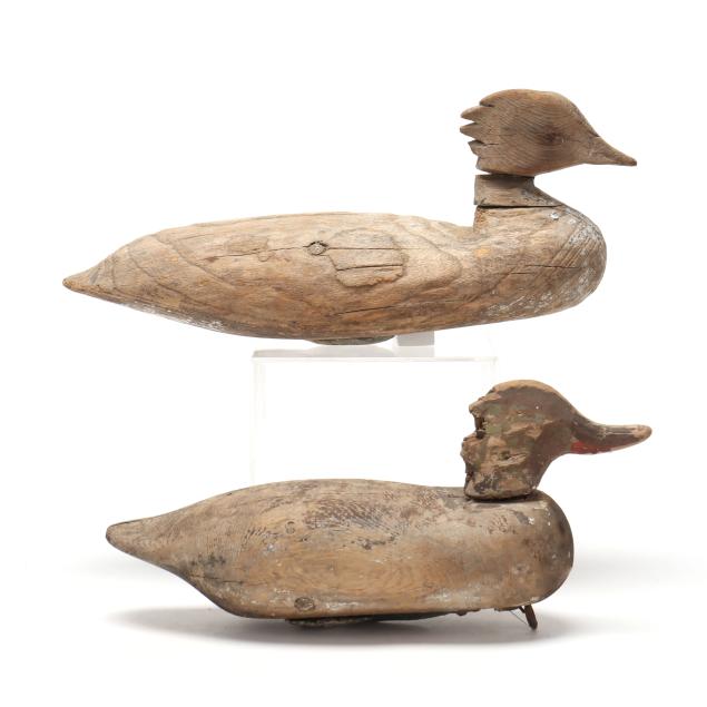 two-early-chincoteague-mergansers