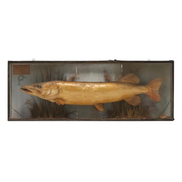 vintage-english-diorama-featuring-a-trophy-pike